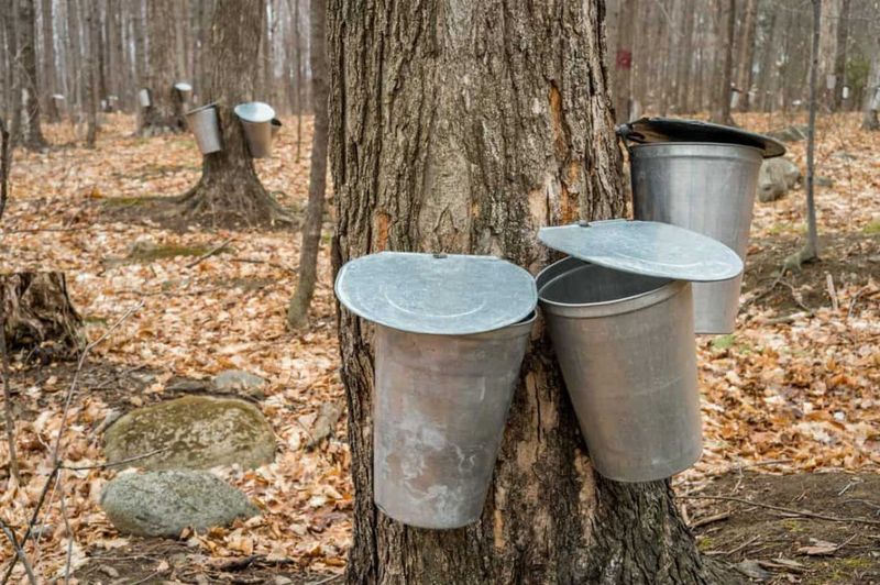 Somerset County Maple Producers (Somerset, PA)