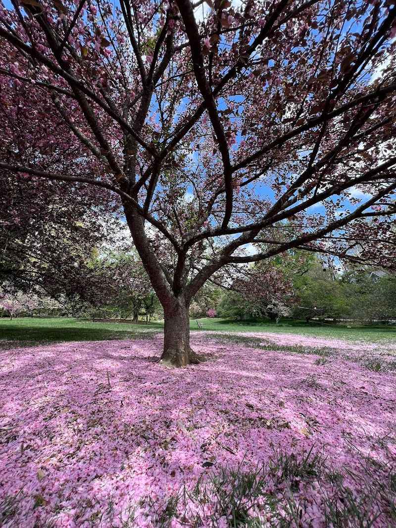Something Beautiful Blooms In Every Season