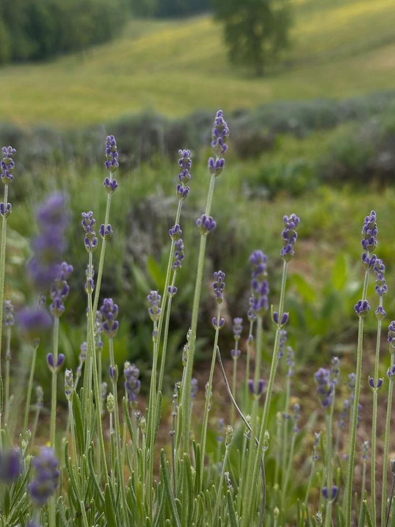Southern Oak Lavender Farm — Mascot