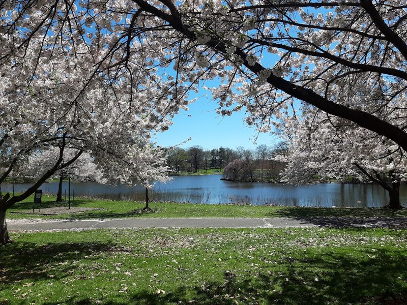 Spring Blooms That Turn a Regular Walk Into Something Special