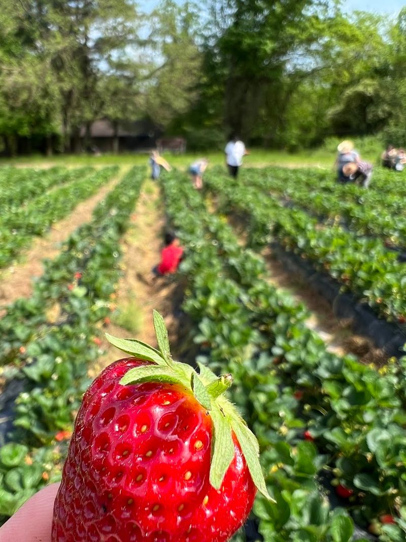 Strawberry picking that feels like the main event