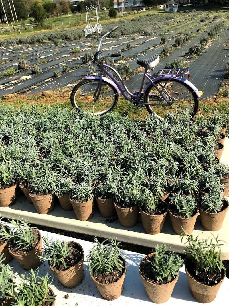 Stroll Through the Lavender Fields