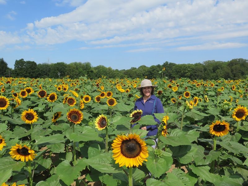 Summer brings berries, flowers, vegetables, and long sunny walks