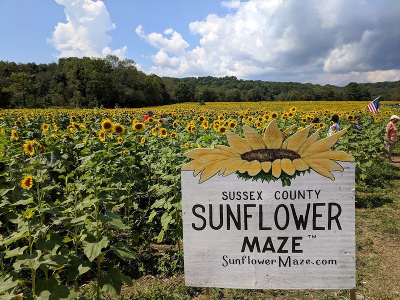 Sussex County Sunflower Maze Sussex County Sunflower Maze