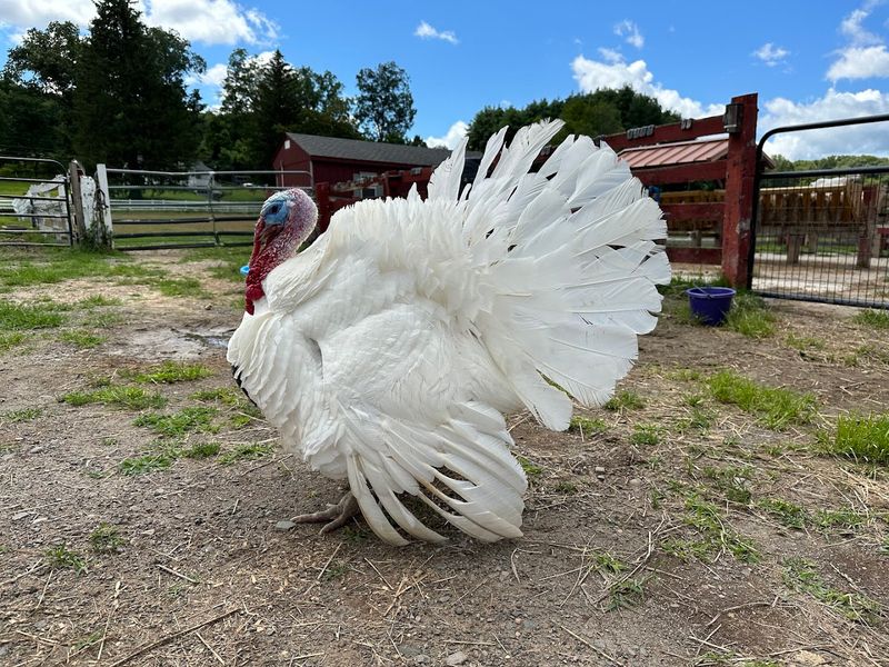 Tamerlaine Sanctuary & Preserve - Montague