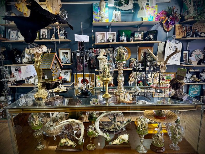 Taxidermy, Wet Specimens, and Oddities Galore Taxidermy, Wet Specimens, and Oddities Galore