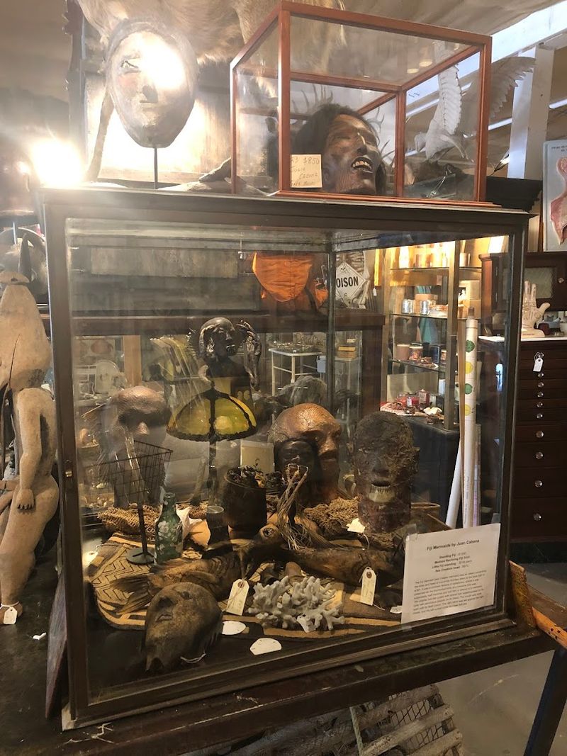Taxidermy and Wet Specimens Collection