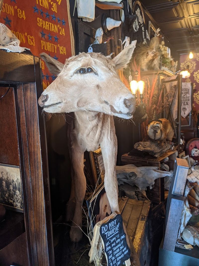 Taxidermy and gallery pieces with real visual impact