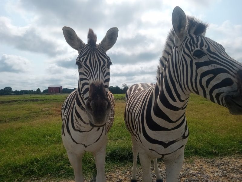 Tennessee Safari Park — Alamo
