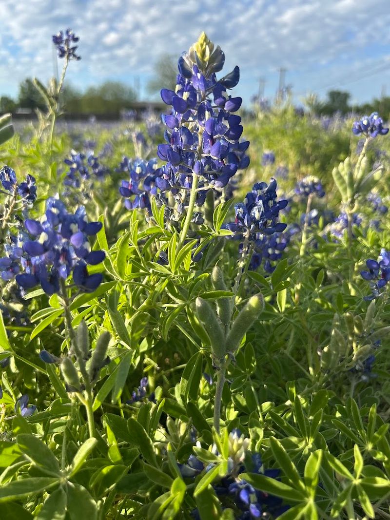 Texas Hill Country Bluebonnet Trails – Hill Country