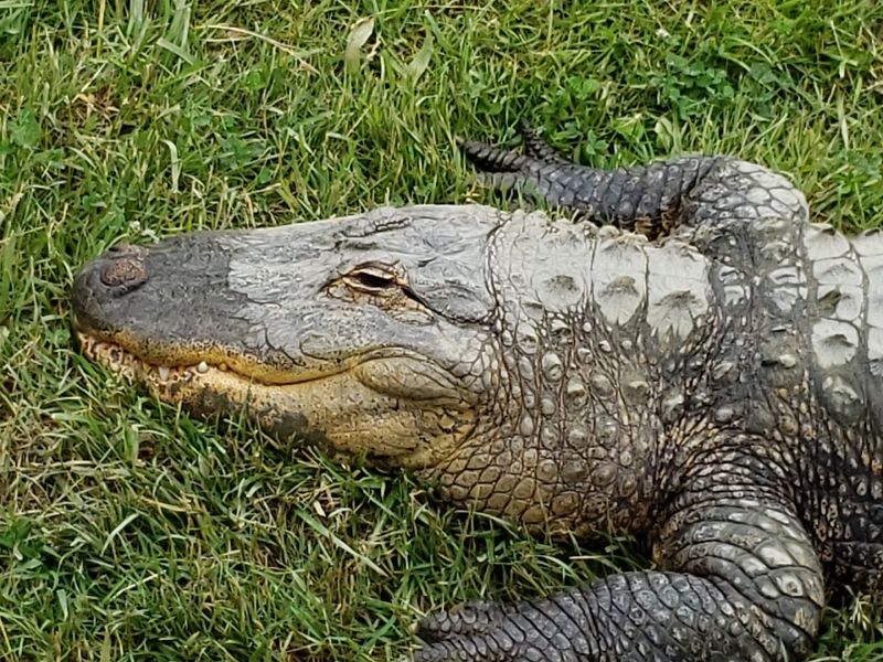 The Alligator That Started It All