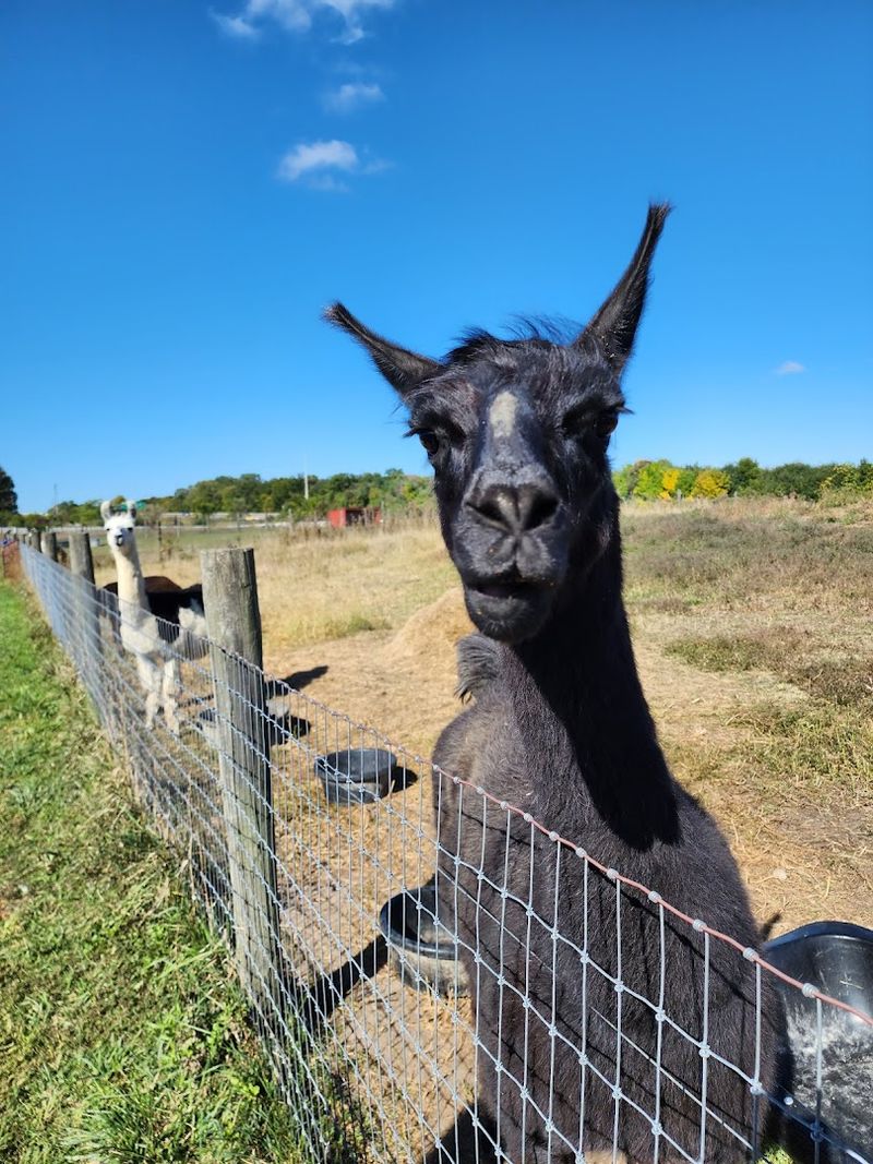 The Alpacas Are an Absolute Must-See