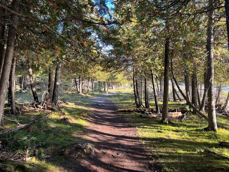The Ancient Cedar Forest Canopy