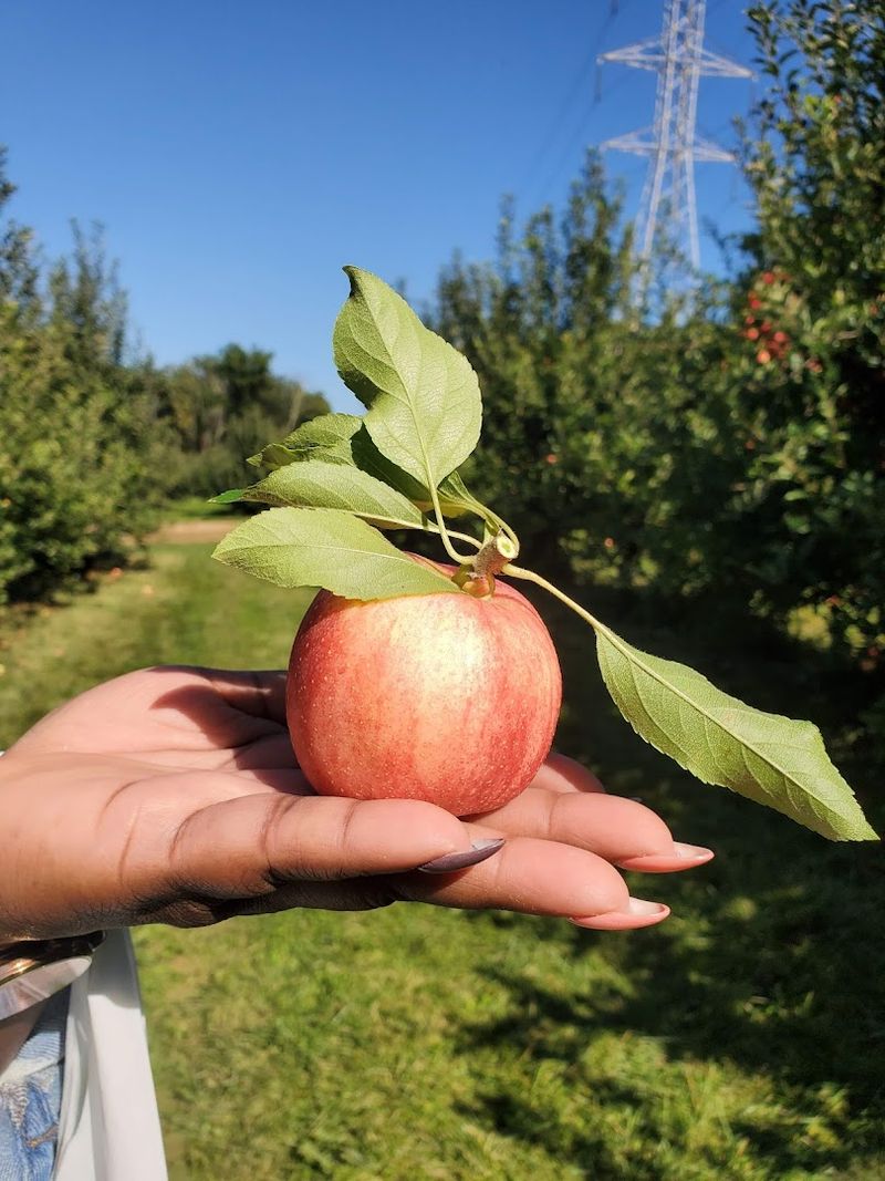 The Apple Varieties You Probably Will Not Find at the Grocery Store