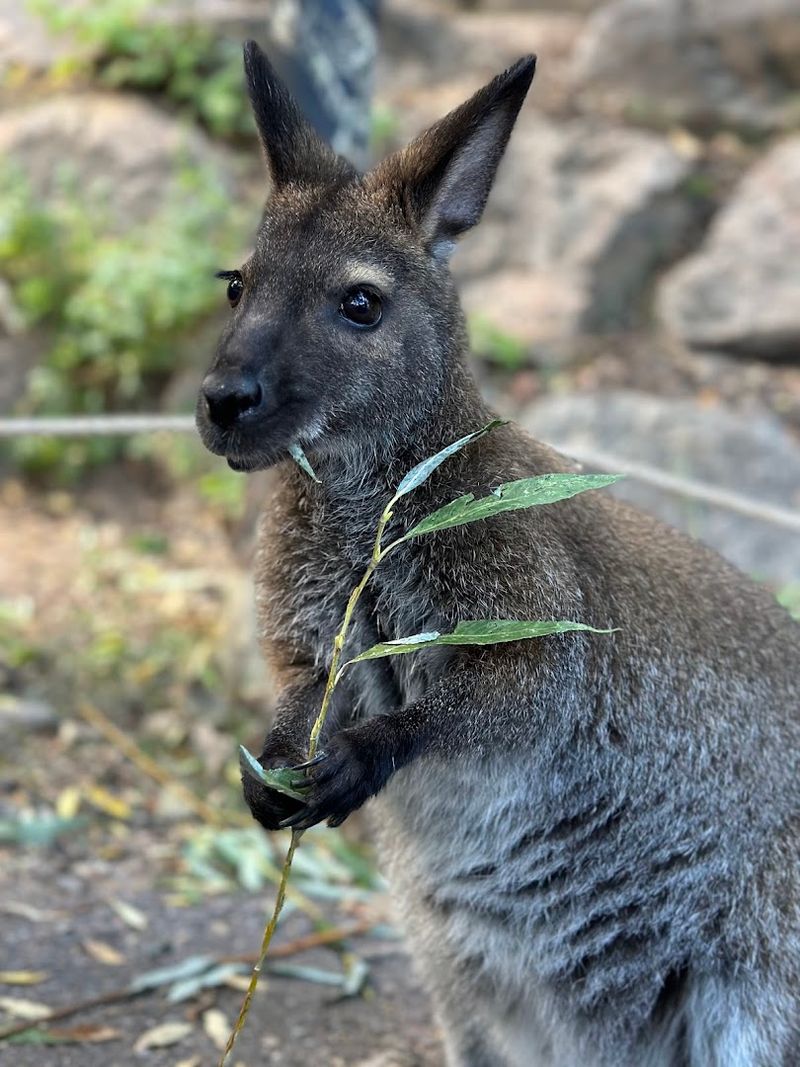 The Australia area and other immersive habitats The Australia area and other immersive habitats