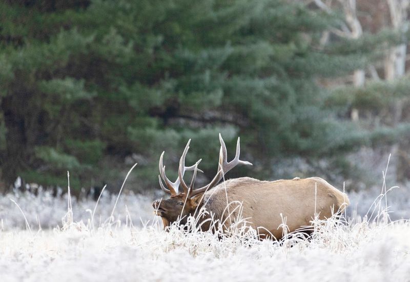 The Best Areas to Watch for Elk