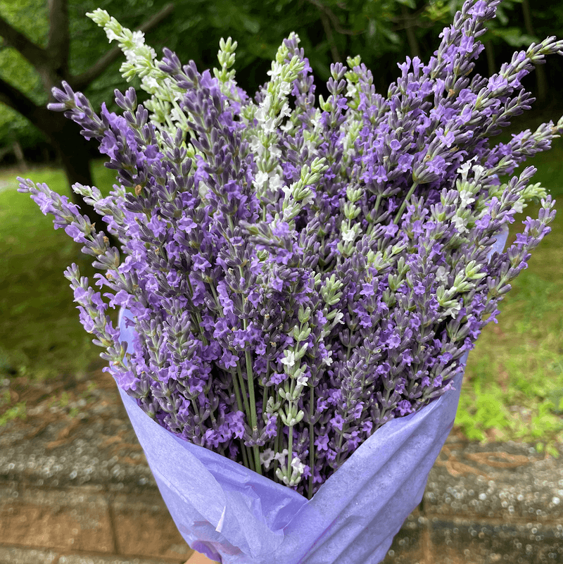 The Best Time to Visit for Peak Lavender Season The Best Time to Visit for Peak Lavender Season