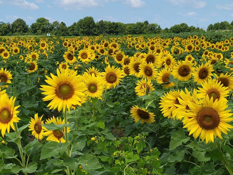 The Best Time to Visit for Peak Sunflower Views