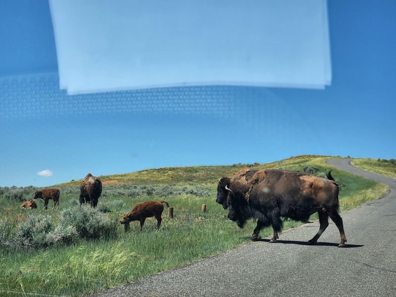 The Bison Herd Drive