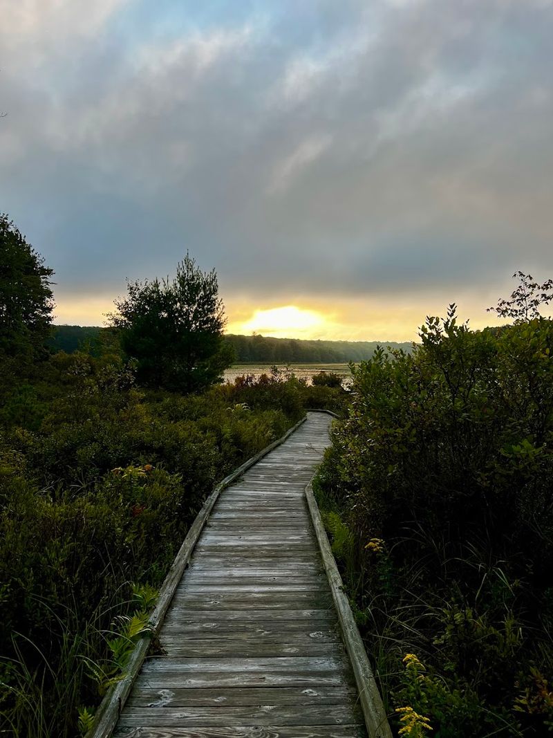 The Bog Trail Is The Park's Signature Experience The Bog Trail Is The Park's Signature Experience