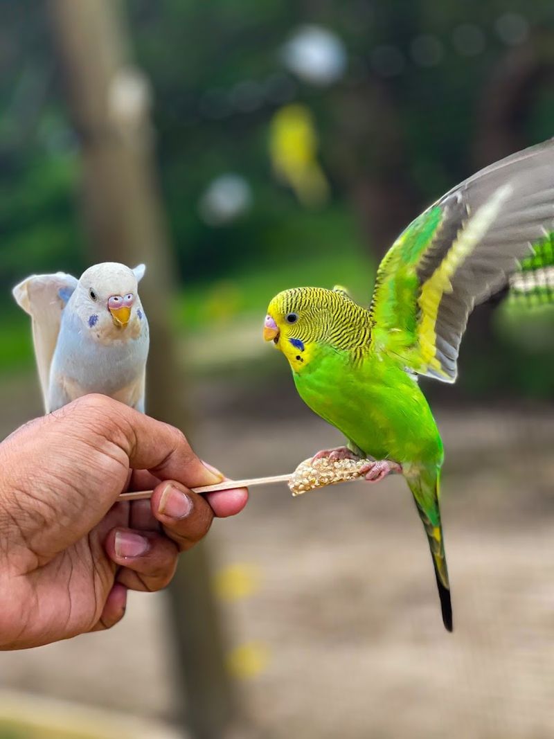 The Budgie Bird Aviary Experience