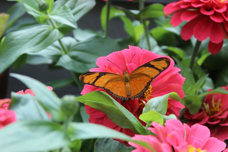 The Butterfly Exhibit at the Conservatory
