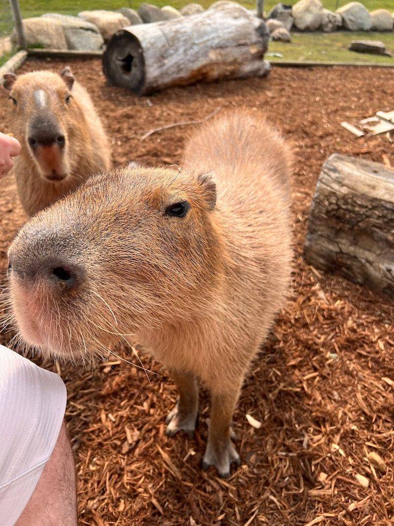 The Capybara Experience