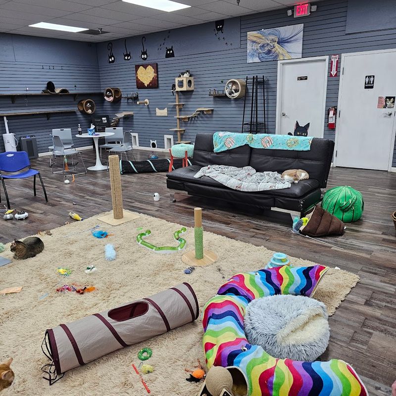 The Catio Cat Lounge — Nashville