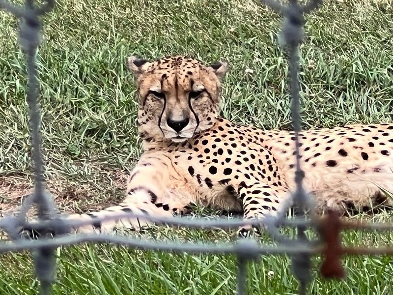 The Cheetah Area Offers a Unique View