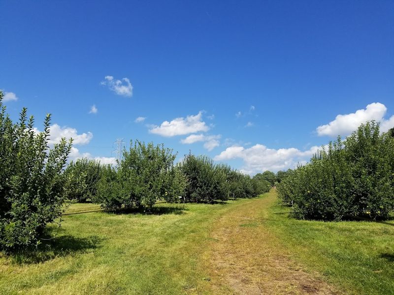 The Chester Apple Farm That Still Feels Old Fashioned