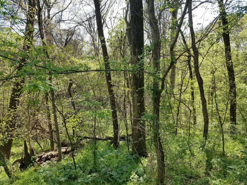 The Chickasaw Bluffs That Give This Park Its Wild, Scenic Edge