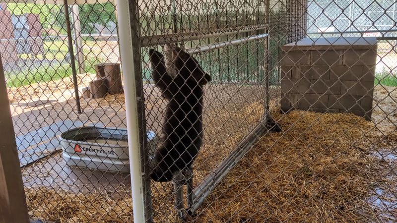 The Cub Experience: Getting Up Close with Baby Bears The Cub Experience: Getting Up Close with Baby Bears