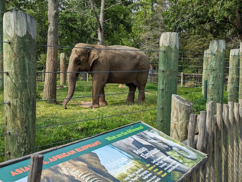 The Elephant Everyone Talks About