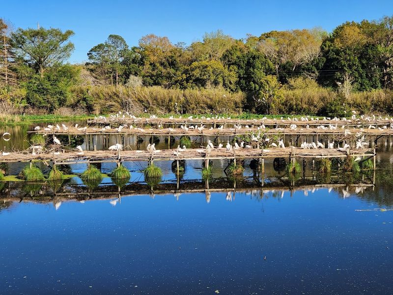 The Famous Bird City and Rookery Connection