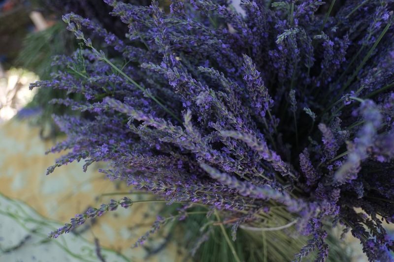 The Festival Has a Health, Herbs, and Environment Twist