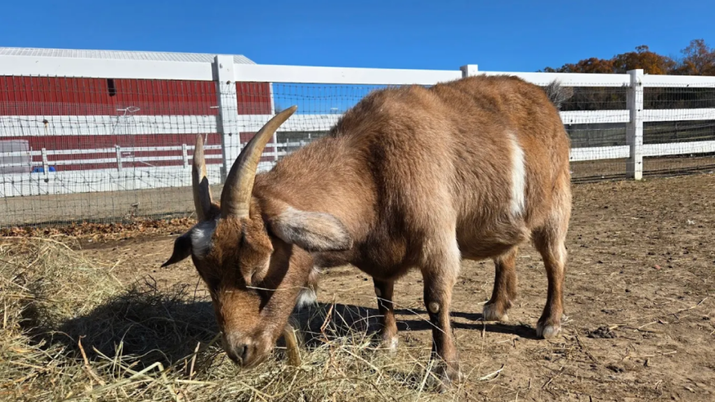 The Heartwarming Tennessee Sanctuary Where Rescued Animals Finally Get To Feel Safe