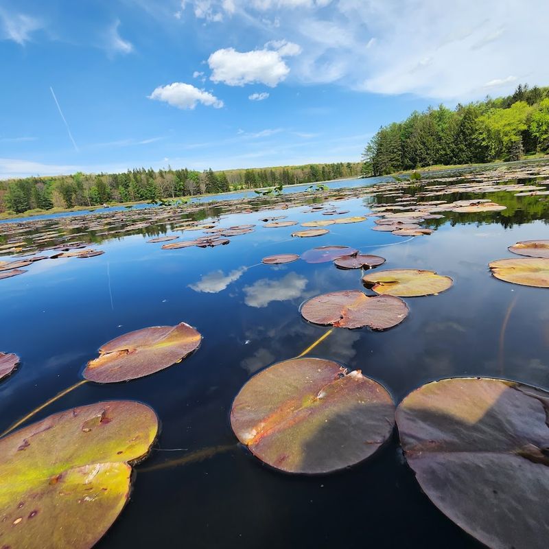 The Lake Is Calm, Dark, And Covered With Lily Pads The Lake Is Calm, Dark, And Covered With Lily Pads
