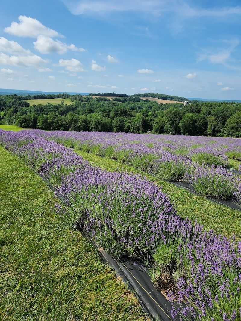 The Lavender Fields Are the Star of the Visit