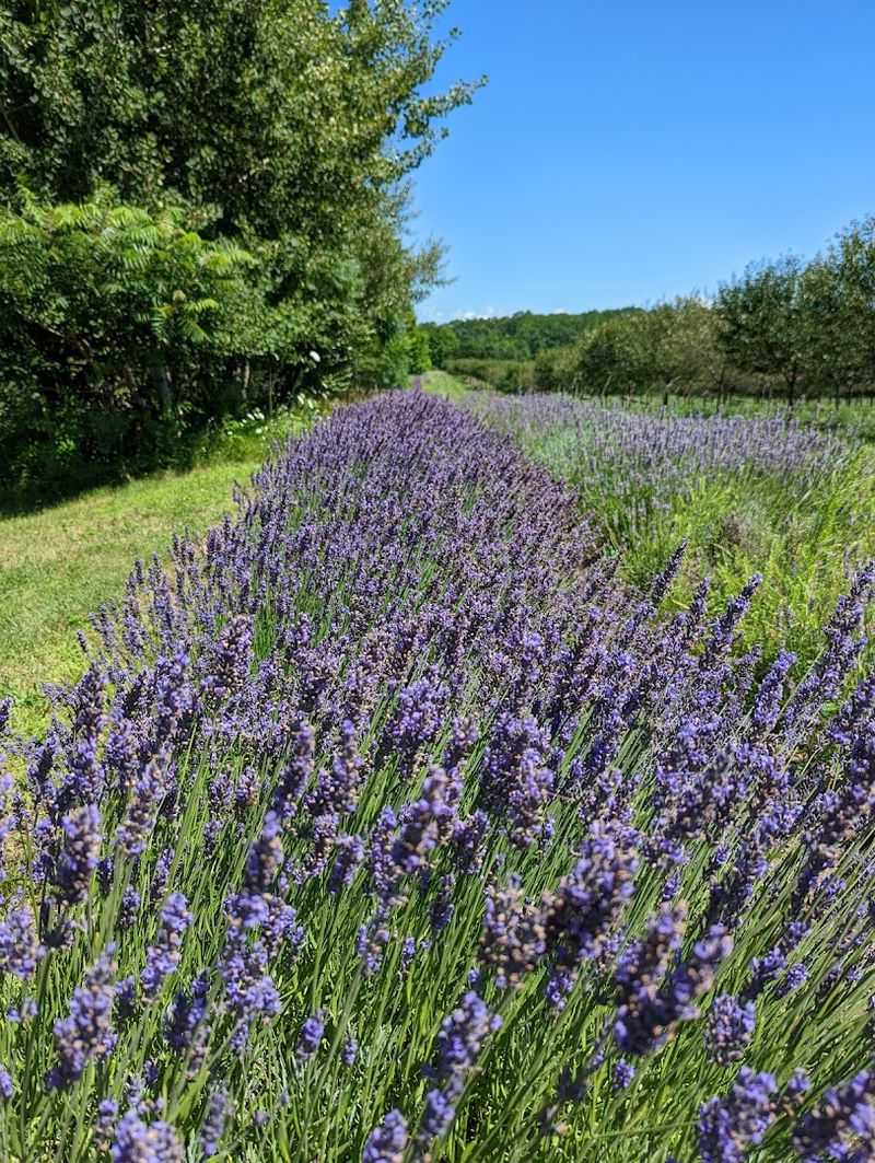 The Lavender Labyrinth That Put Cherry Point on the Map