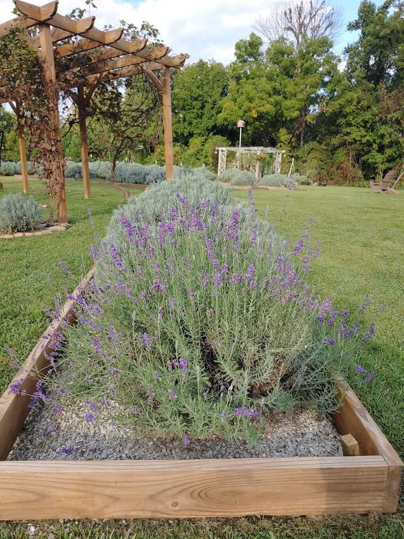 The Lavender on K&S Farm — Byrdstown