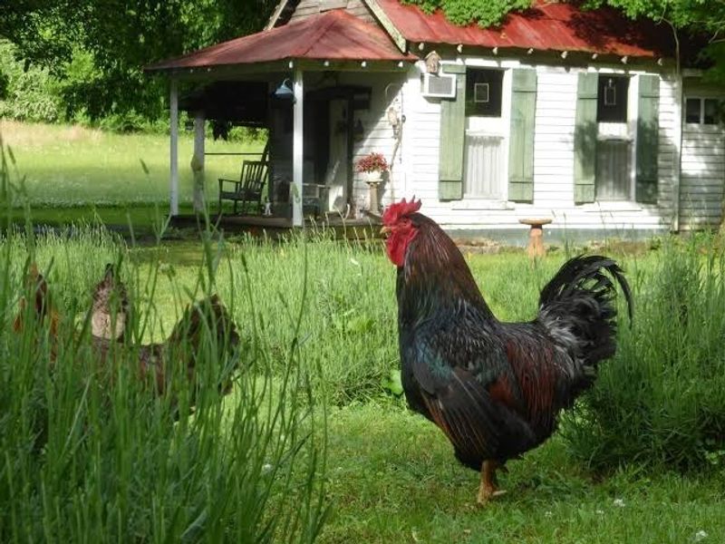 The Little Details That Make the Farm Feel So Special The Little Details That Make the Farm Feel So Special