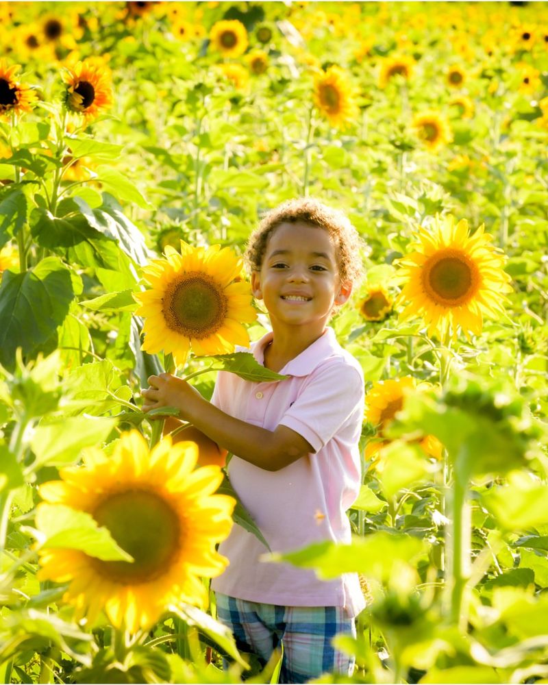 The Little Sunflower farm in Trenton The Little Sunflower farm in Trenton