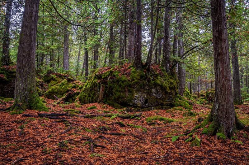 The Massive Moss-Covered Boulder Fields
