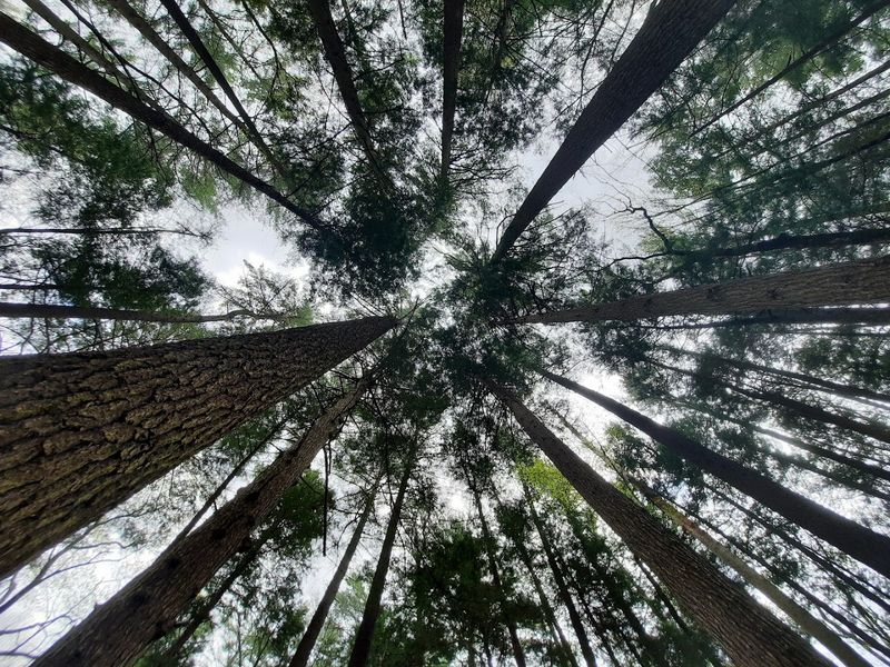 The Old-Growth Hemlocks Steal The Show The Old-Growth Hemlocks Steal The Show