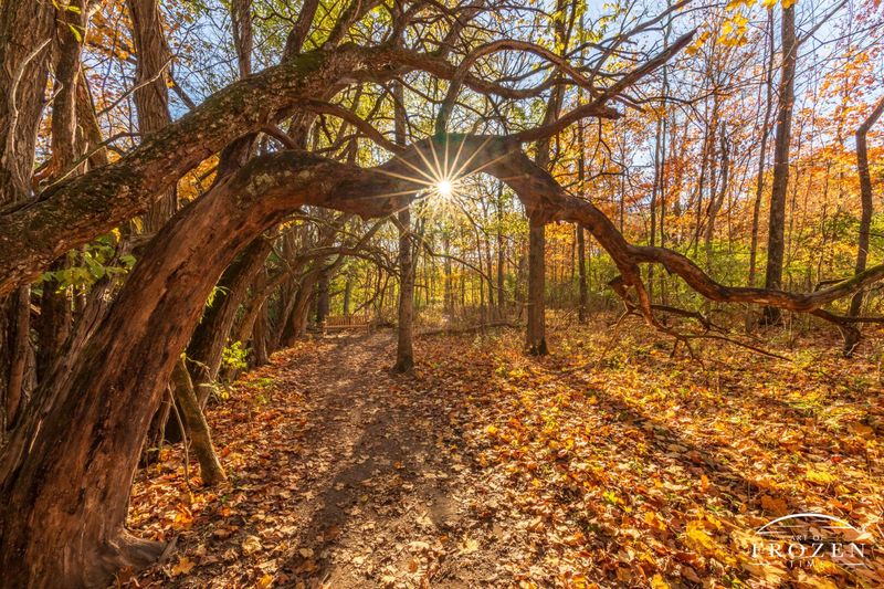 The Osage Orange Tunnel (Bellbrook) The Osage Orange Tunnel (Bellbrook)