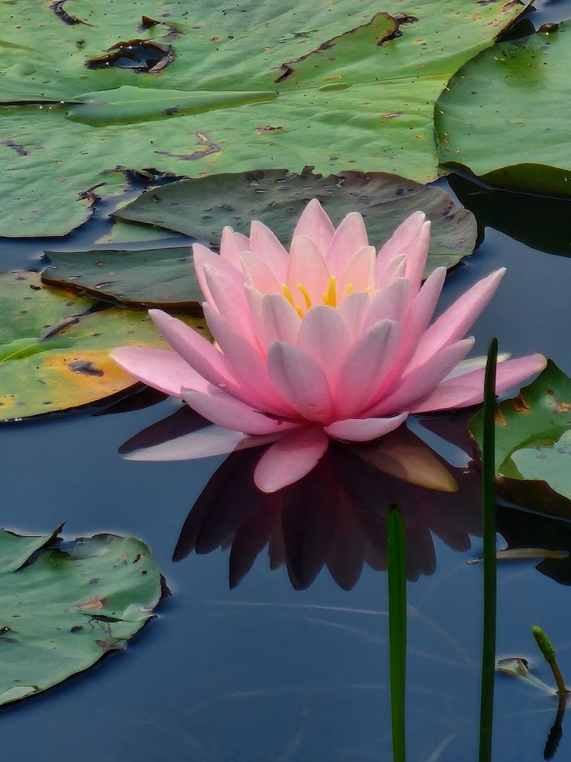 The Outlet Pond And Its Water Lilies