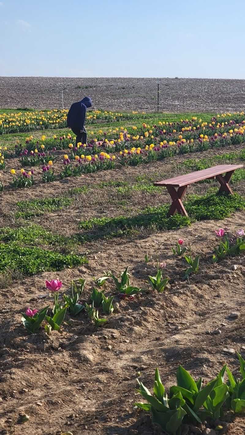 The Pick-Your-Own Tulip Experience