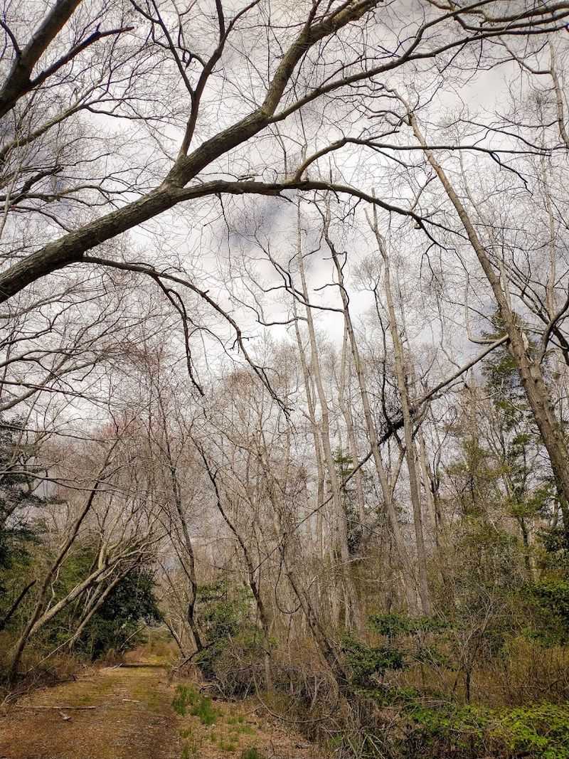 The Pine Barrens, South Jersey The Pine Barrens, South Jersey