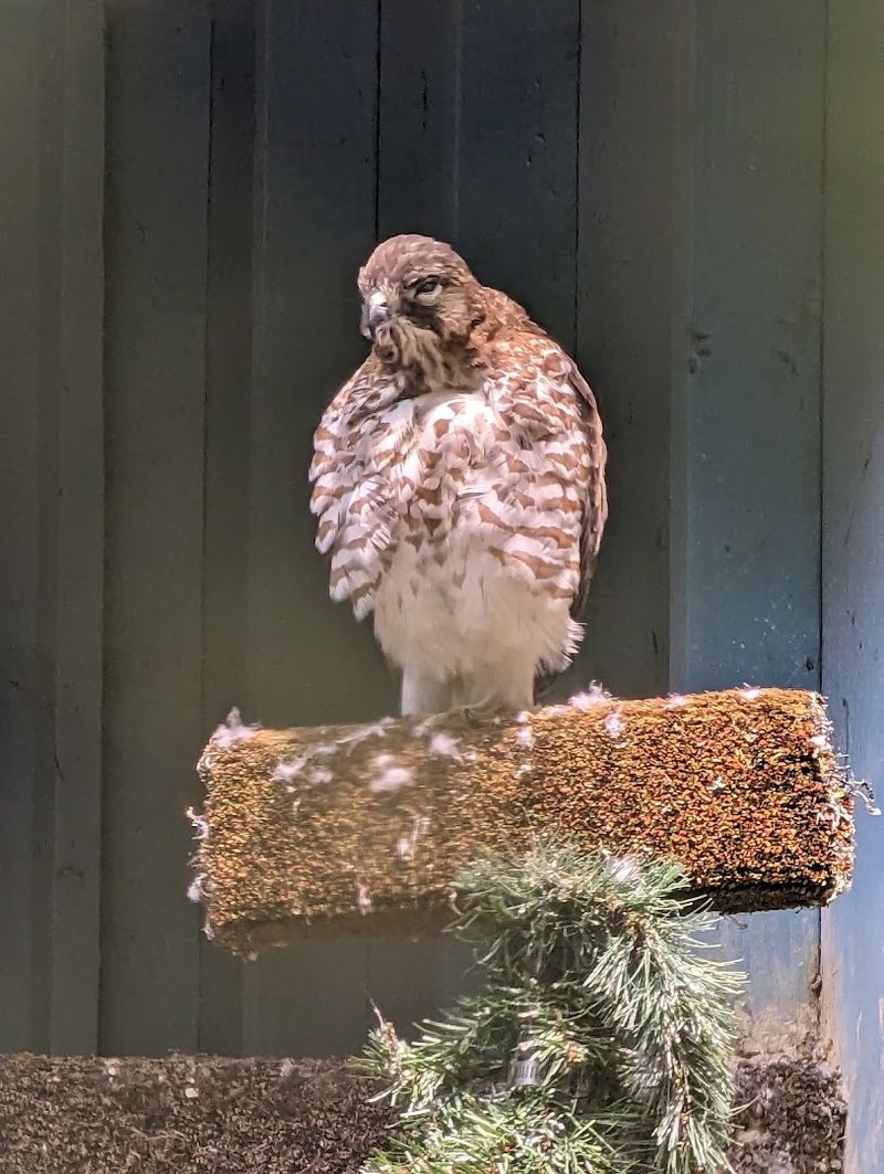 The Raptor Trust outdoor aviaries, Millington