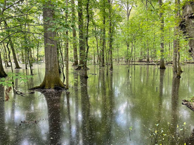 The Story Behind The Giant Cypress That Put This Little Park On The Map
